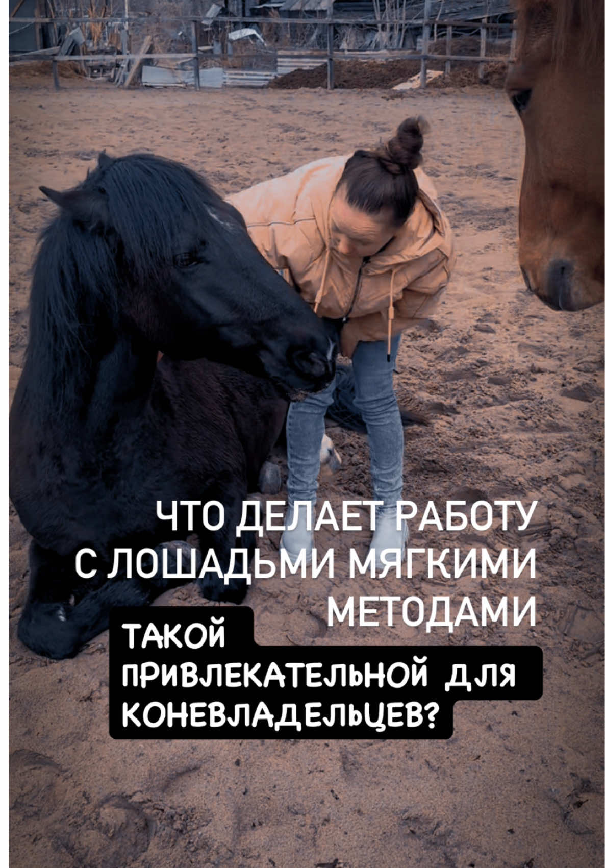 @Вера/лошади/обучение лошадей