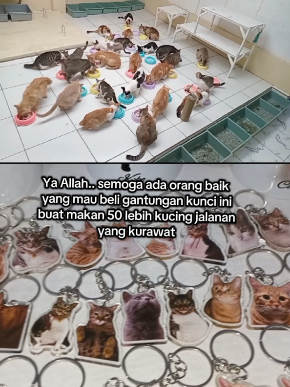 @Kucing Rumah Ronal