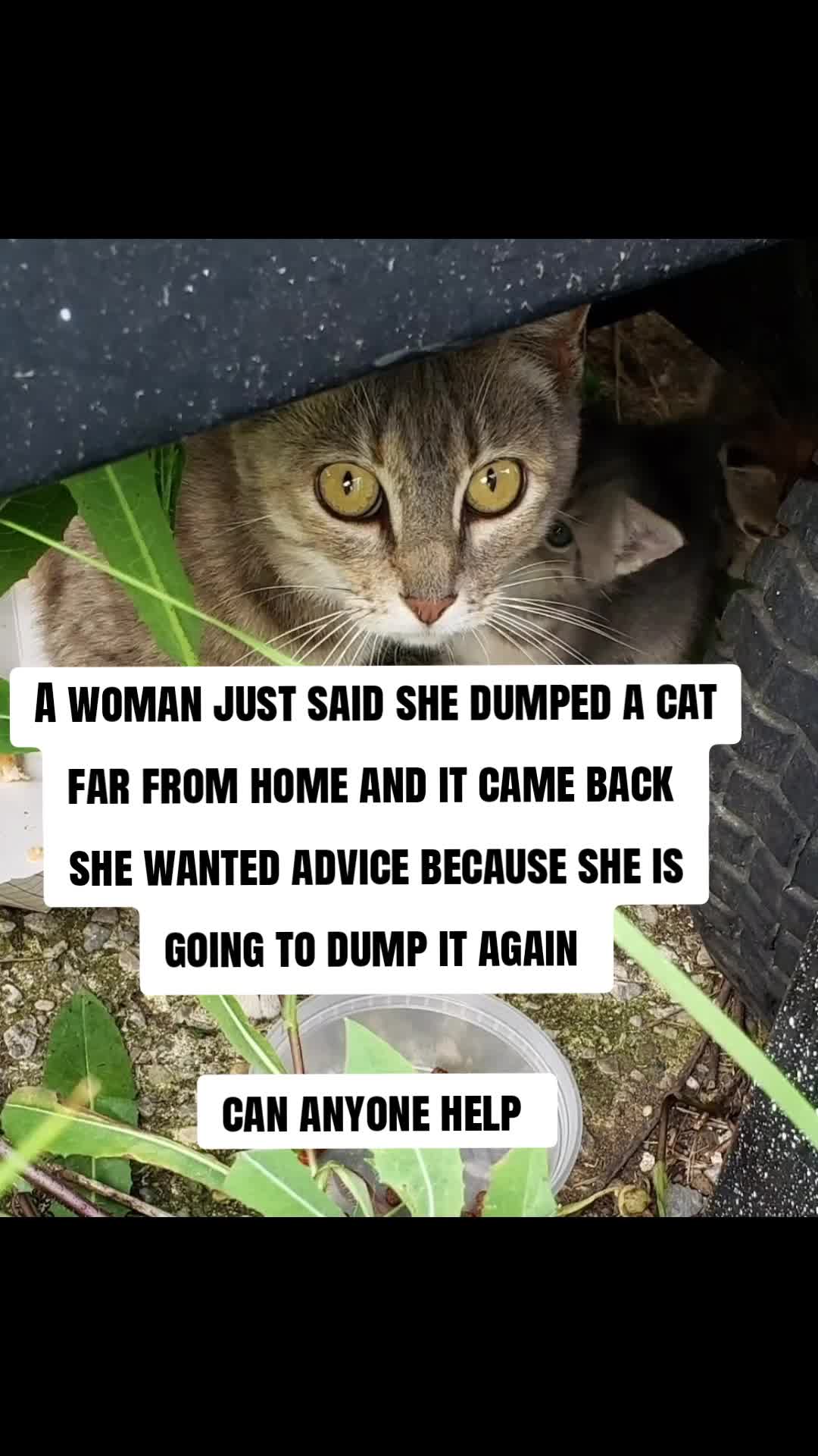 @No More Sad Kitties