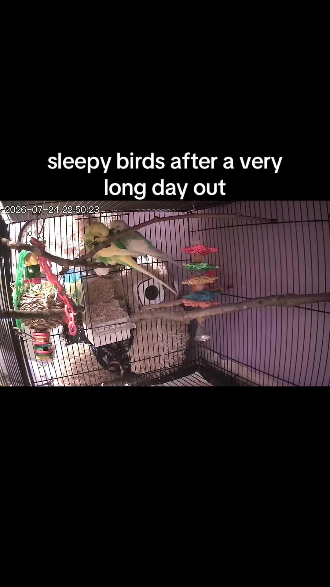 @Kiwi and Gizmo