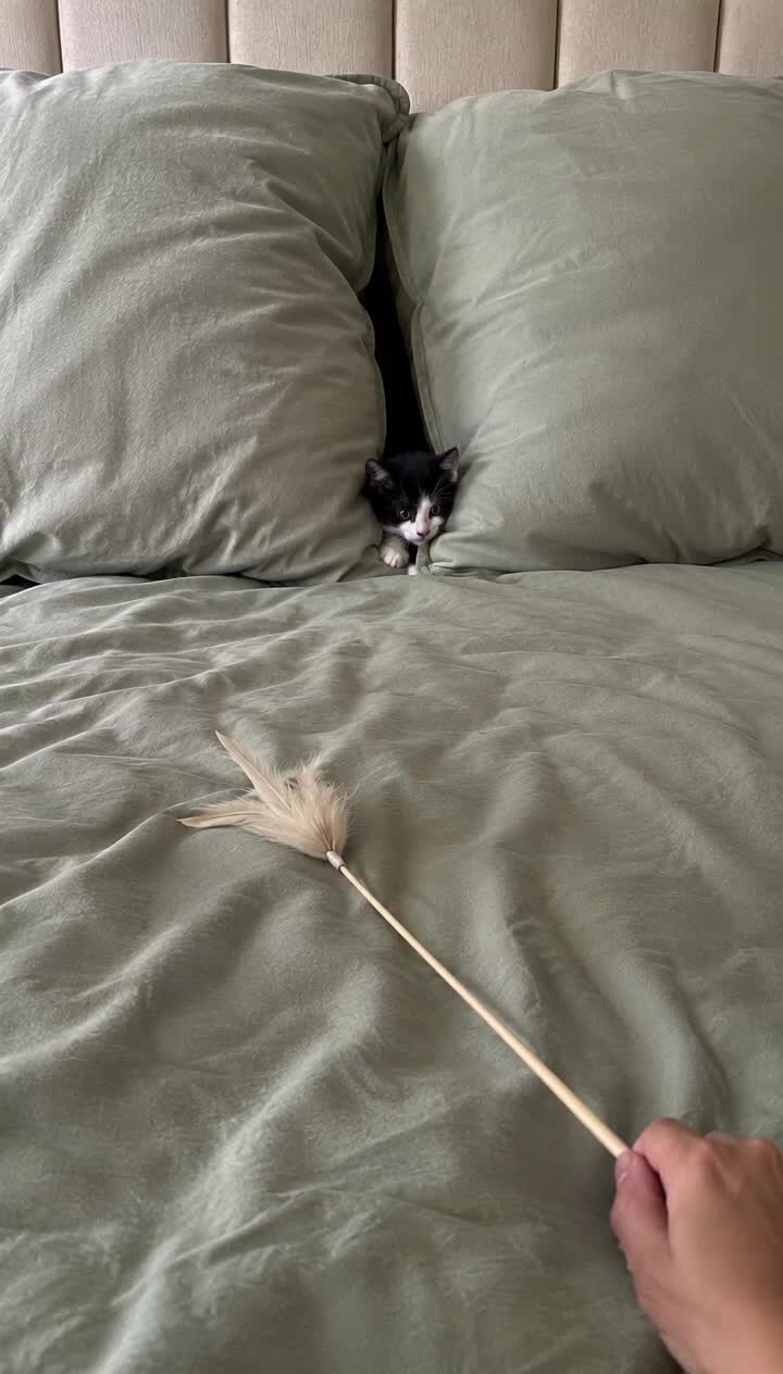 @Relatable Paws