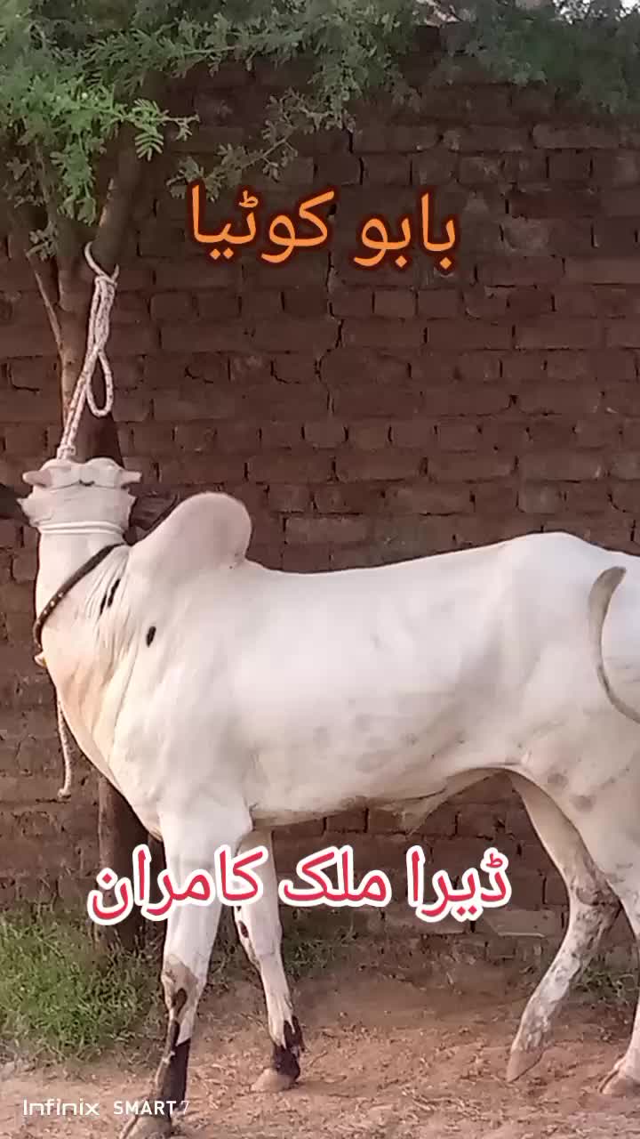 @Malik kamran