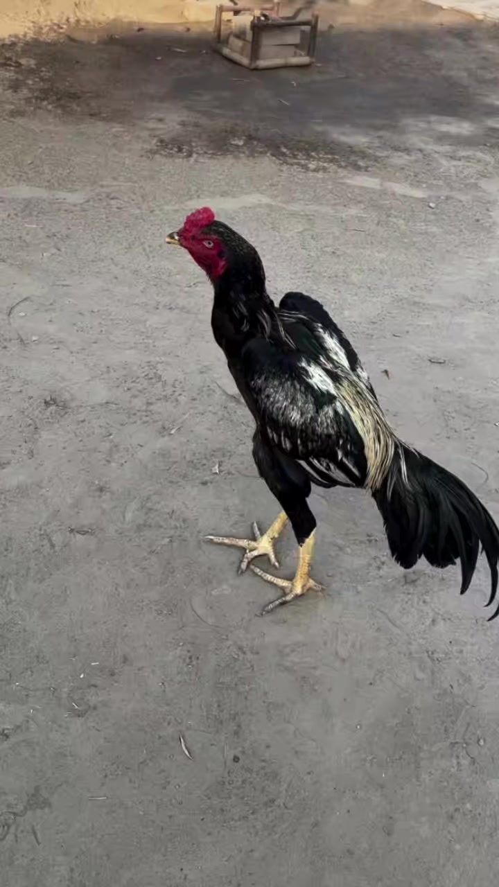 @꧁༒☬ঔৣ 𝓐𝓼𝓮𝓮𝓵ঔৣ☬༒꧂
