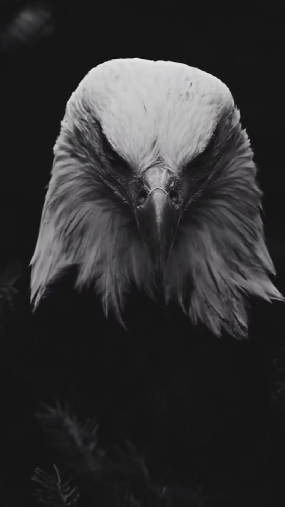 @🦅♟️الكاسح السوري♟️🦅