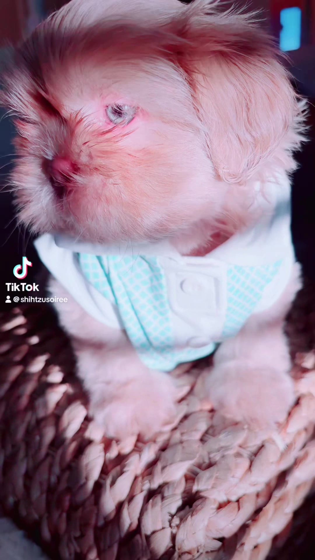 @SHIHTZU SOIRÉE