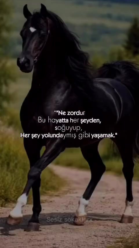 @VEYSEL KARAKAŞ