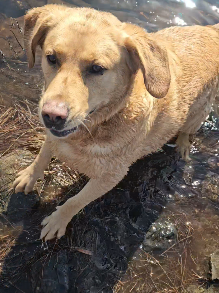 @Dogmom