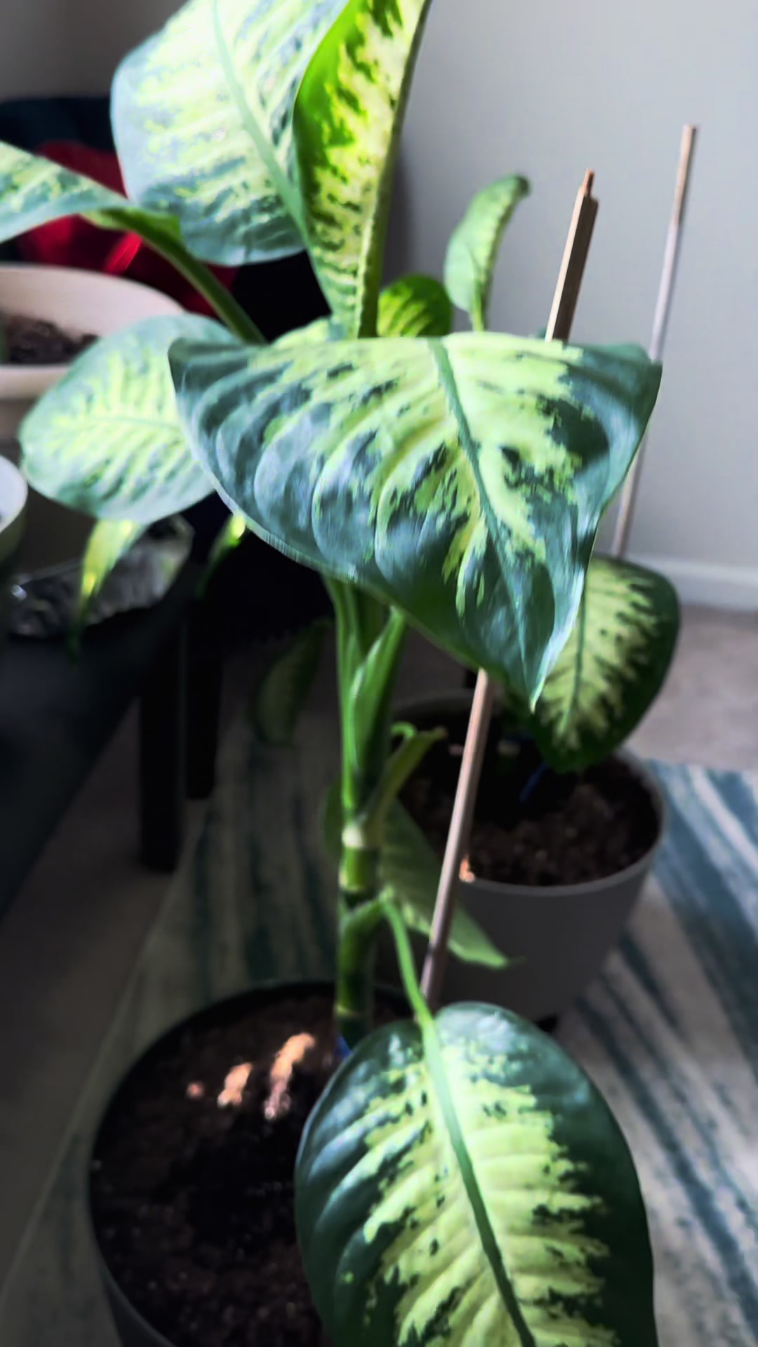 @MoePlantDad