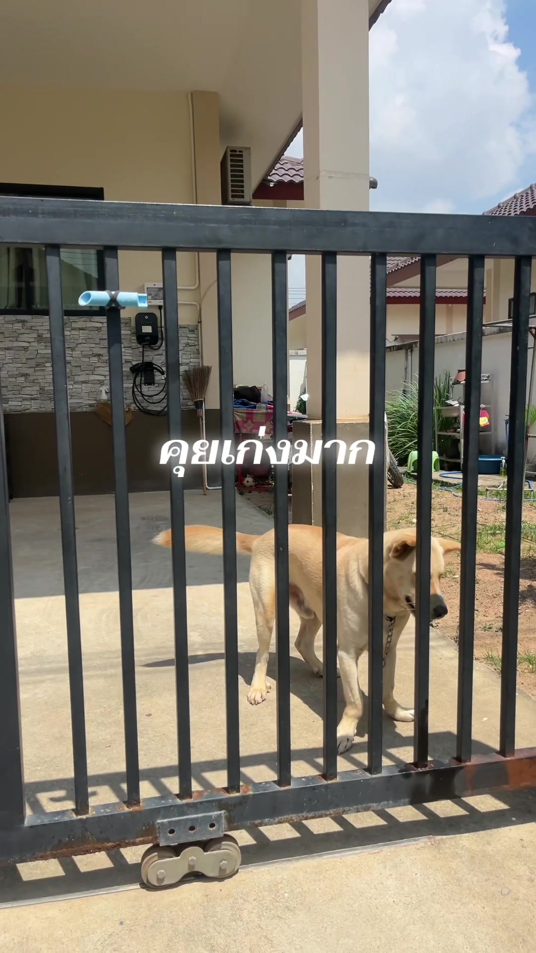 @เซลล์เจี๊ยบ เต้นท์มังกร(พัทยา)