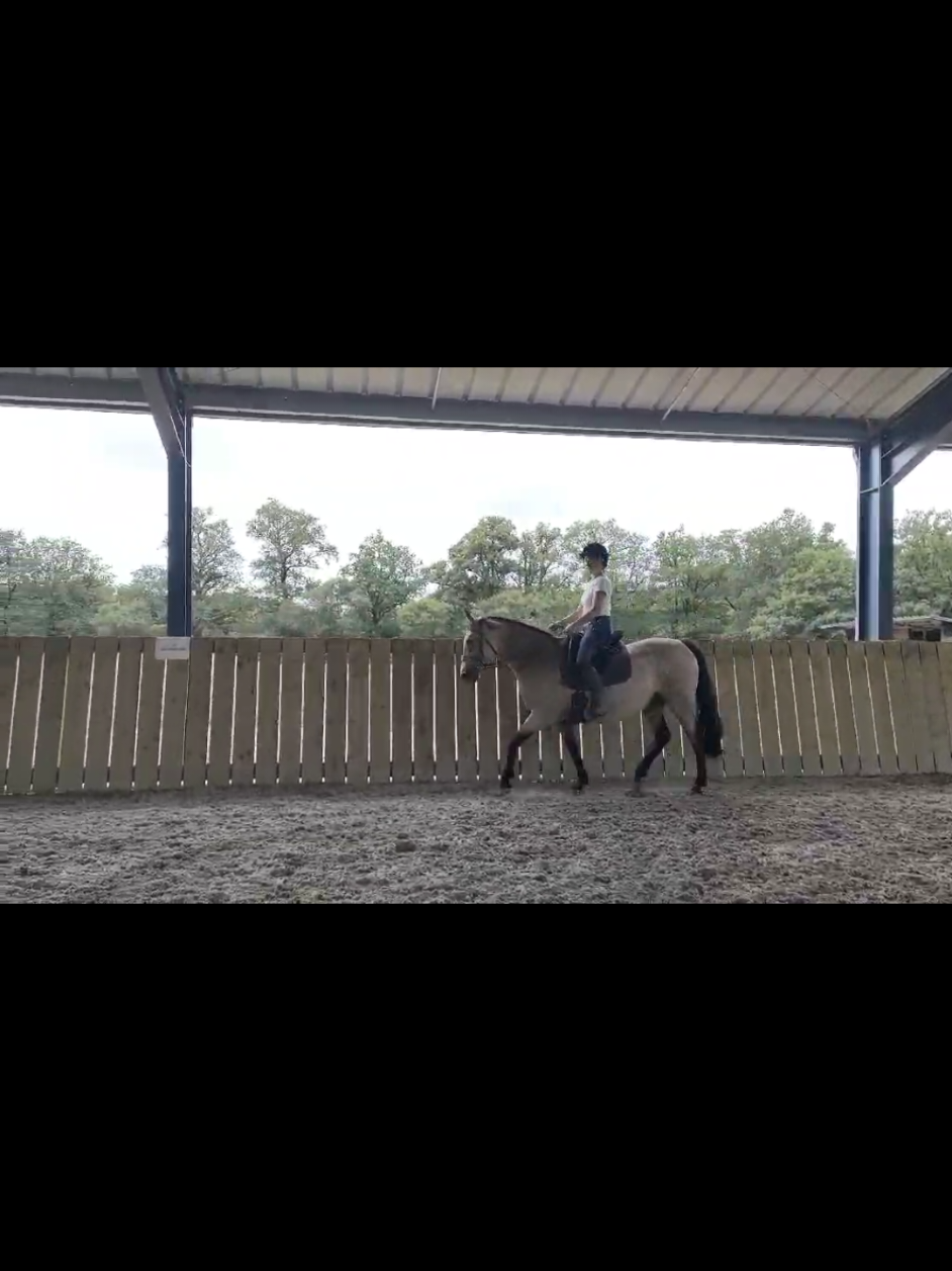 @Transcend'Horse 🐴 Luna'Cat 🐱