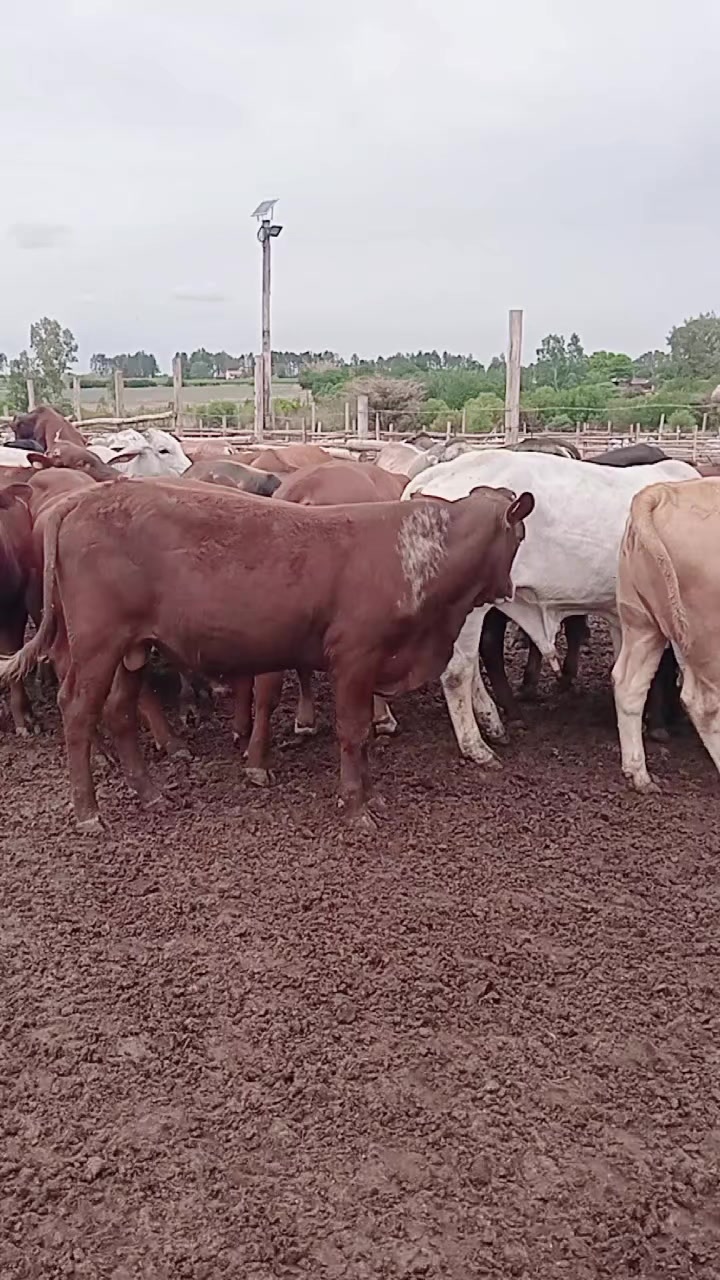 @The maverickagribusiness