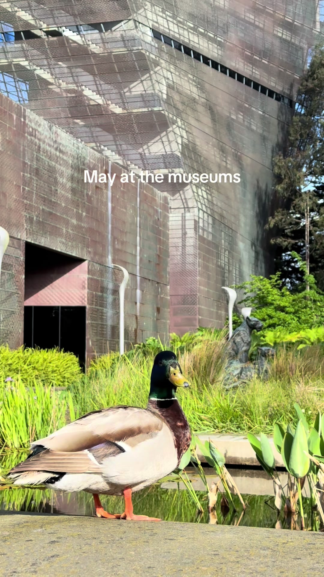 @deyoungmuseum