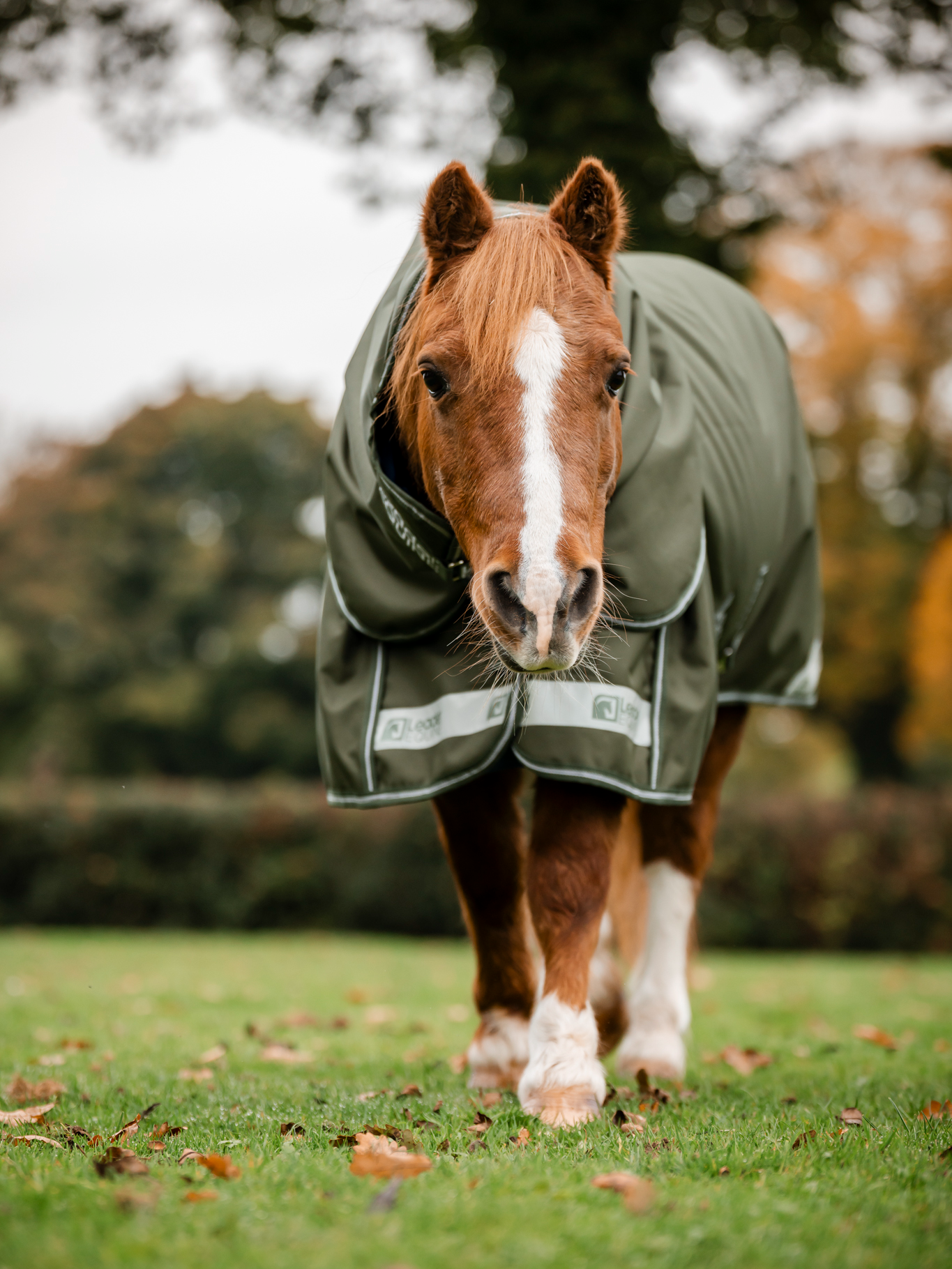 @Leader Equine