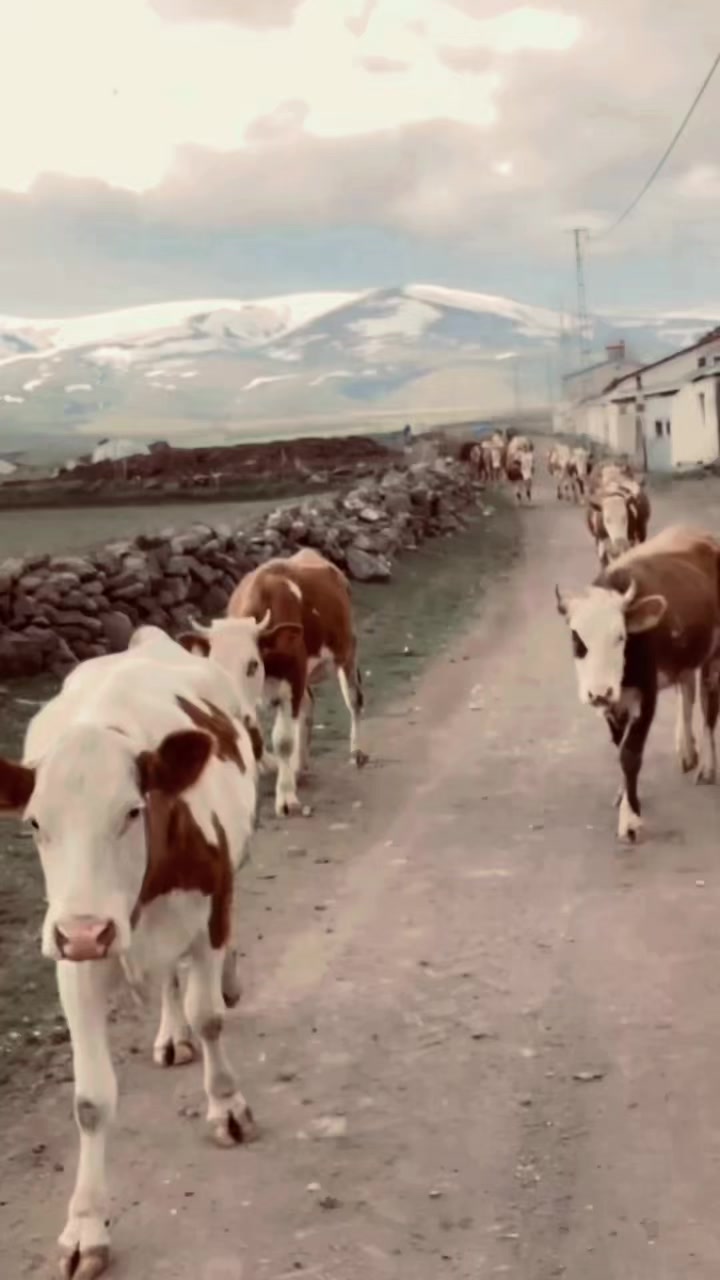 @SONG&Uuml;L KILI&Ccedil;