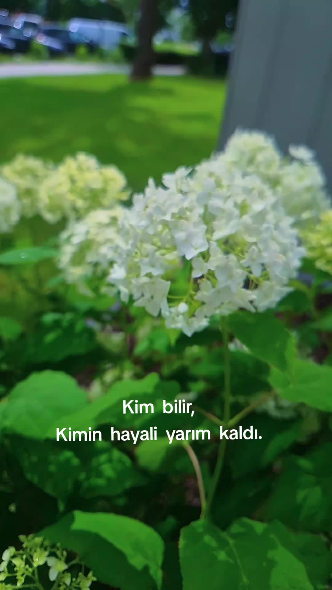 @SİBEL AY