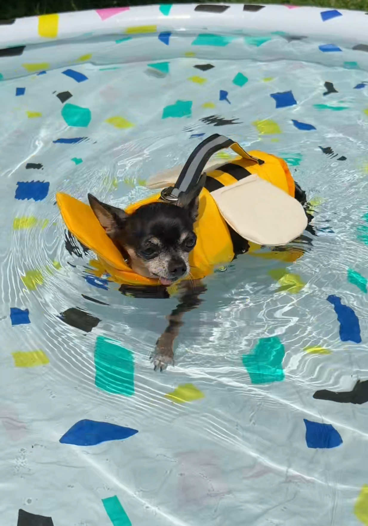 @Tiny Chihuahua Cedric & Maya
