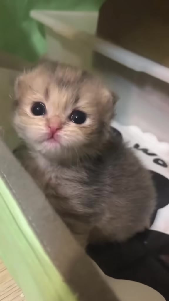 @catbosssss