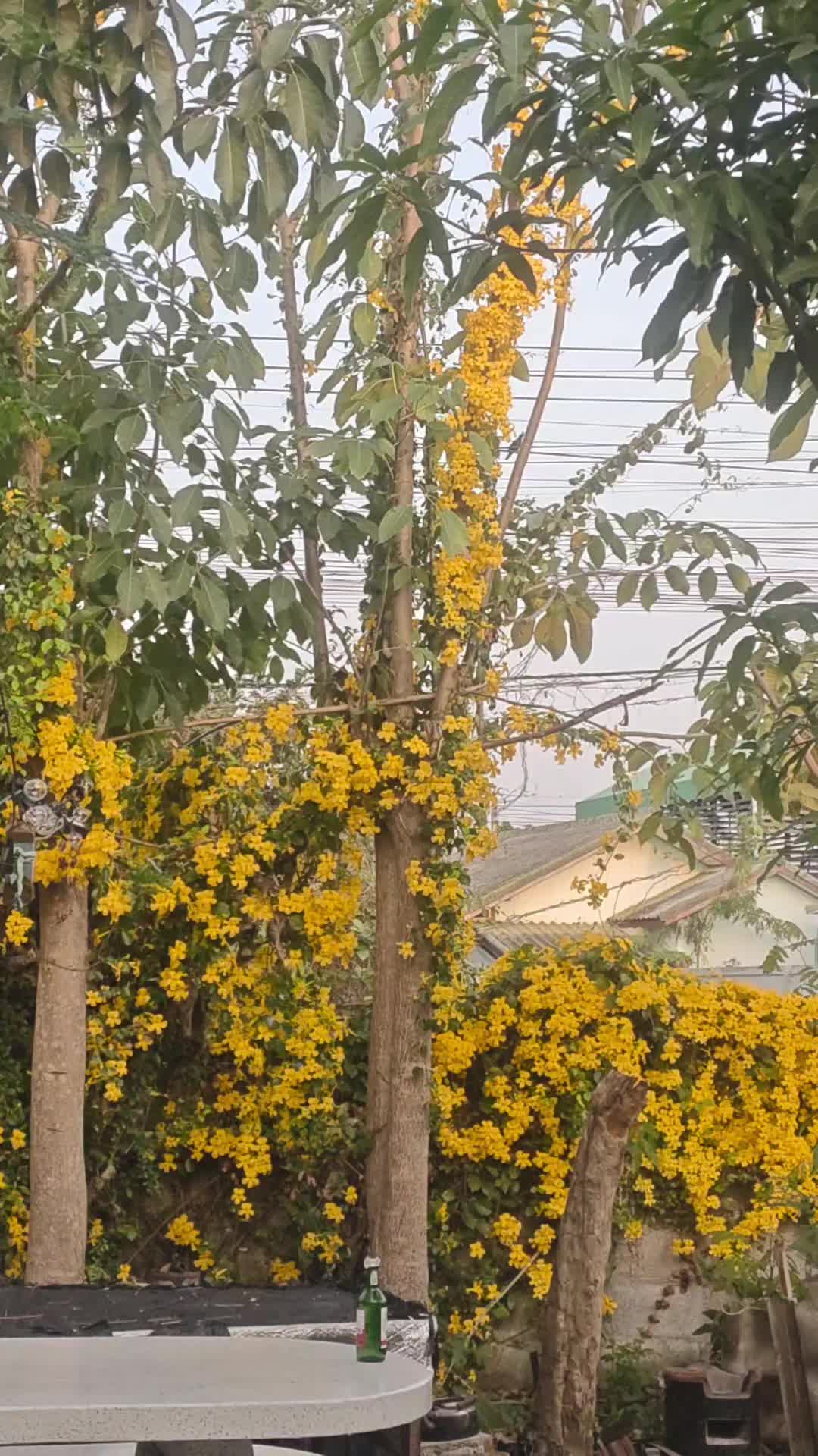 @น้องนิวมีชิวาว้าชื่อคิวซี