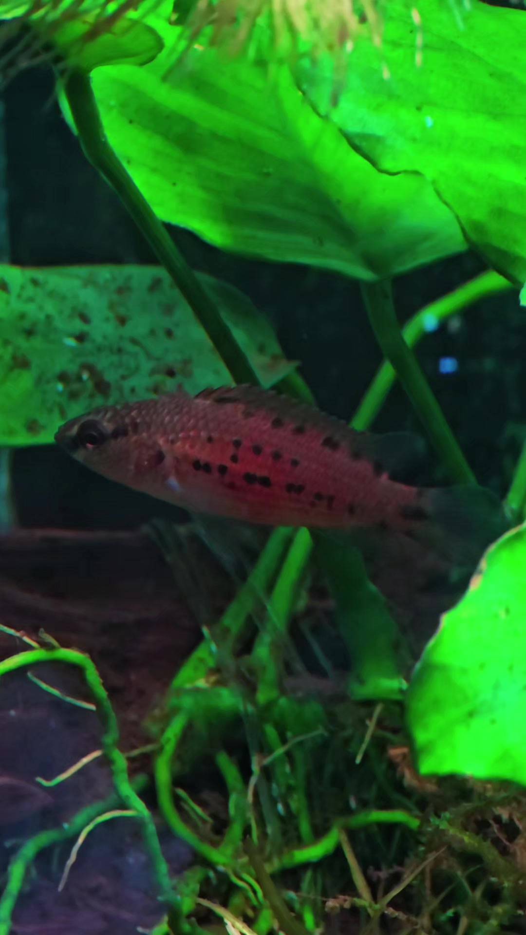 @Pitcha's pet