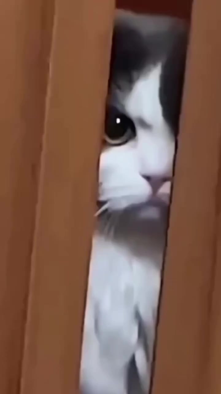 @Levi Rodrigues