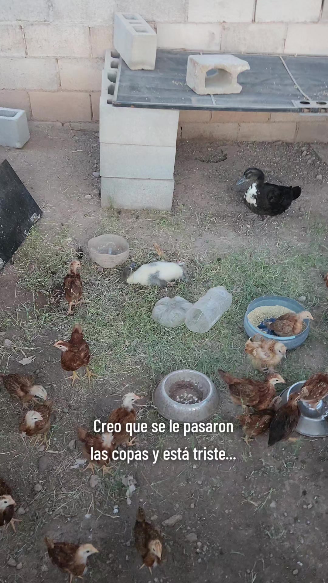 @El De La 450 Negra