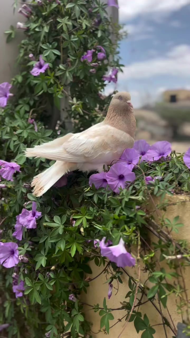@👑روان بنت حلب👑⛎