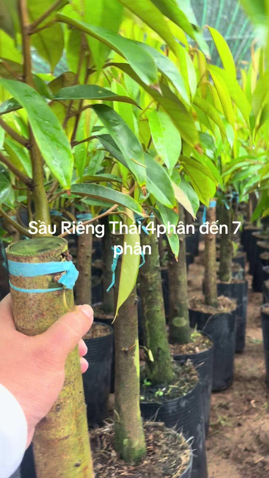 @H&ugrave;ng Chương STCG Welofarm