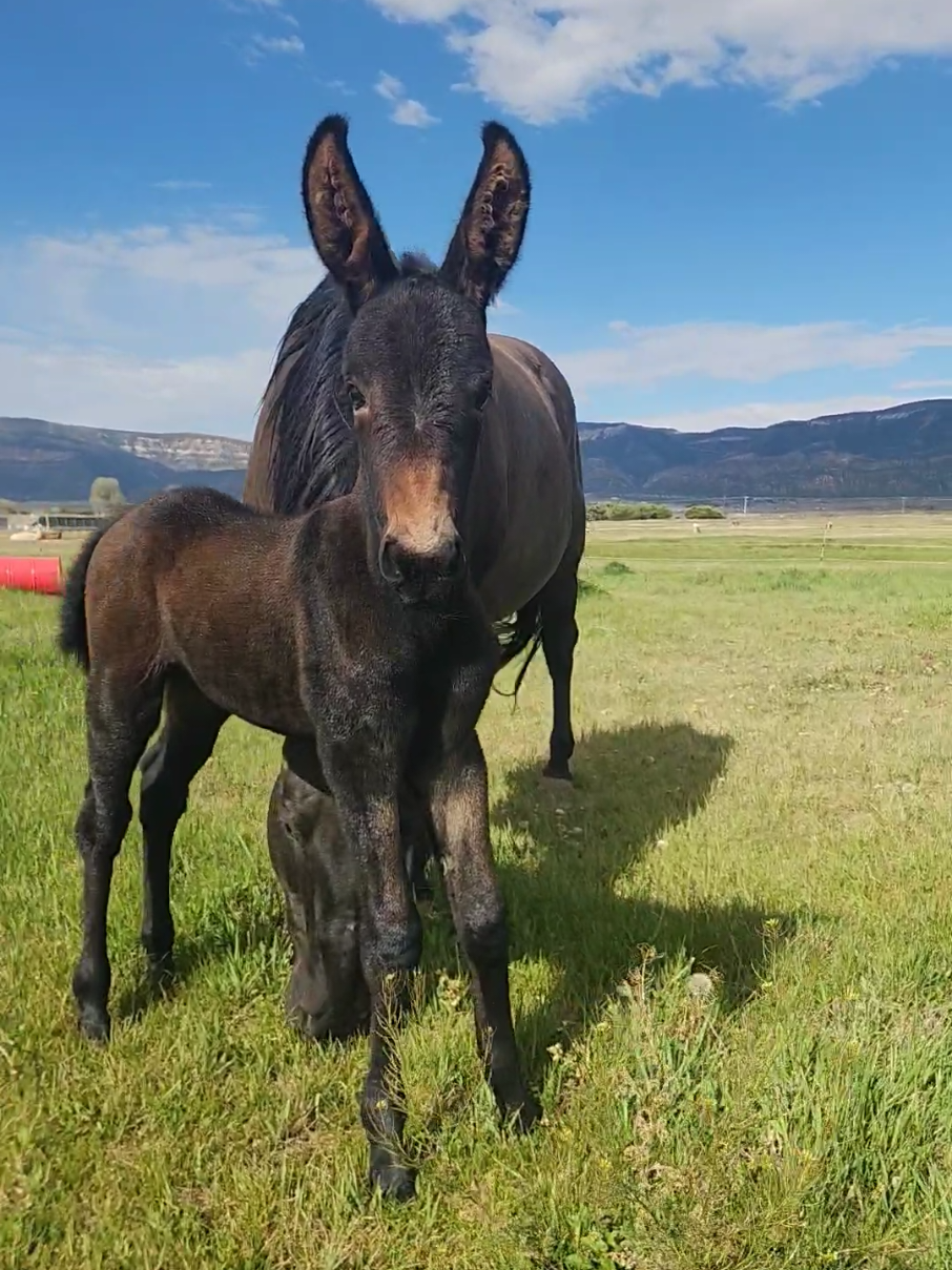 @Olsen Horse & Cattle Co. LLC