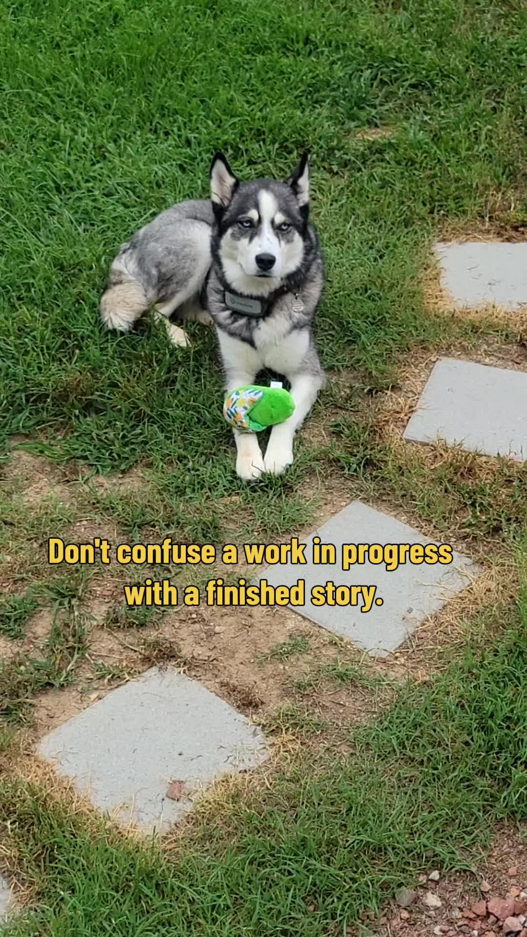 @the Hussey Husky