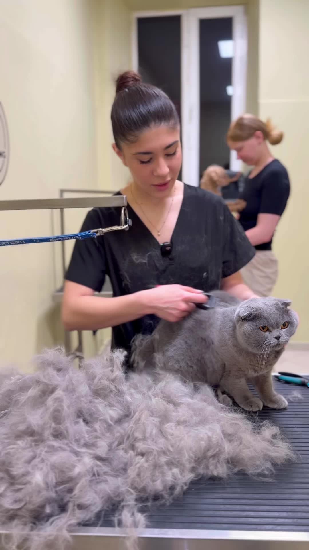 @PetGroomingExpert.md
