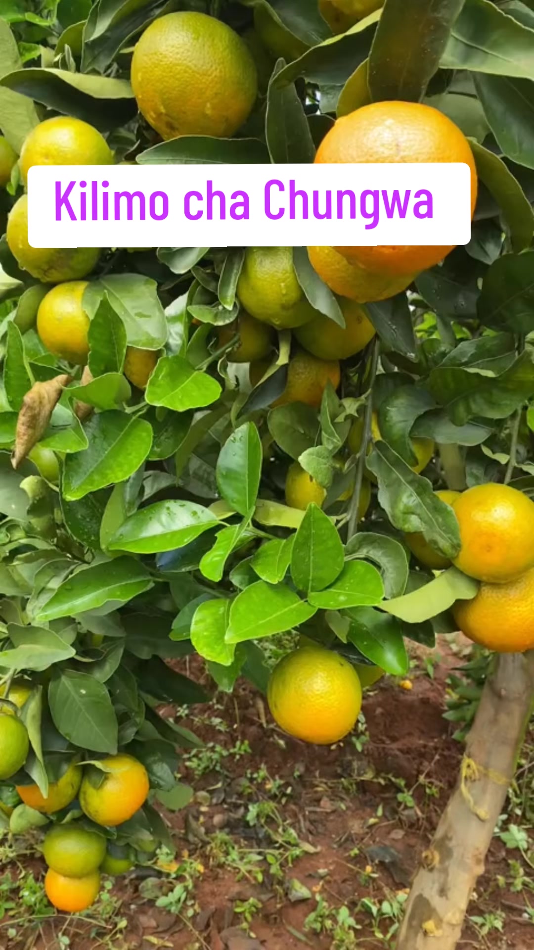 @Kilimo Biashara