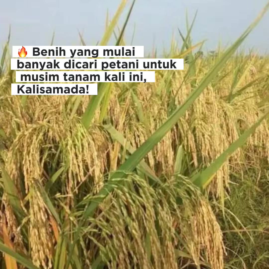 @PT. BHD INDONESIA