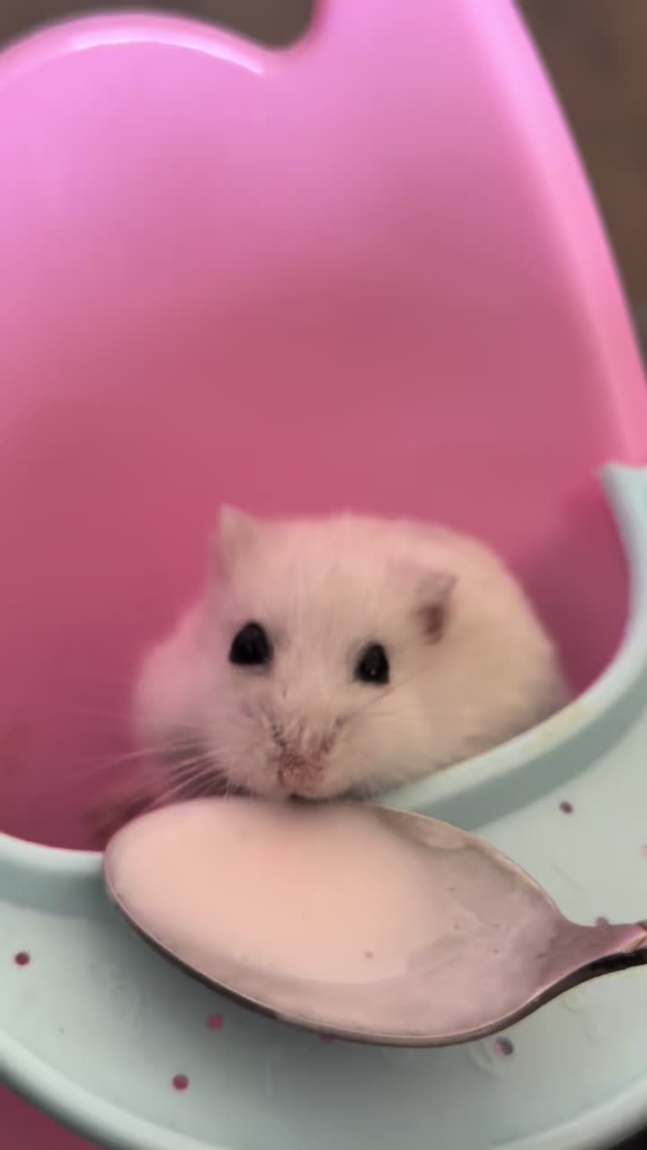 @hamster.cuppulu