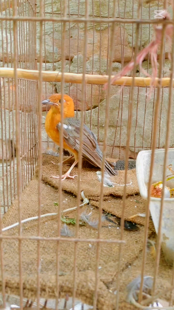 @জিসান