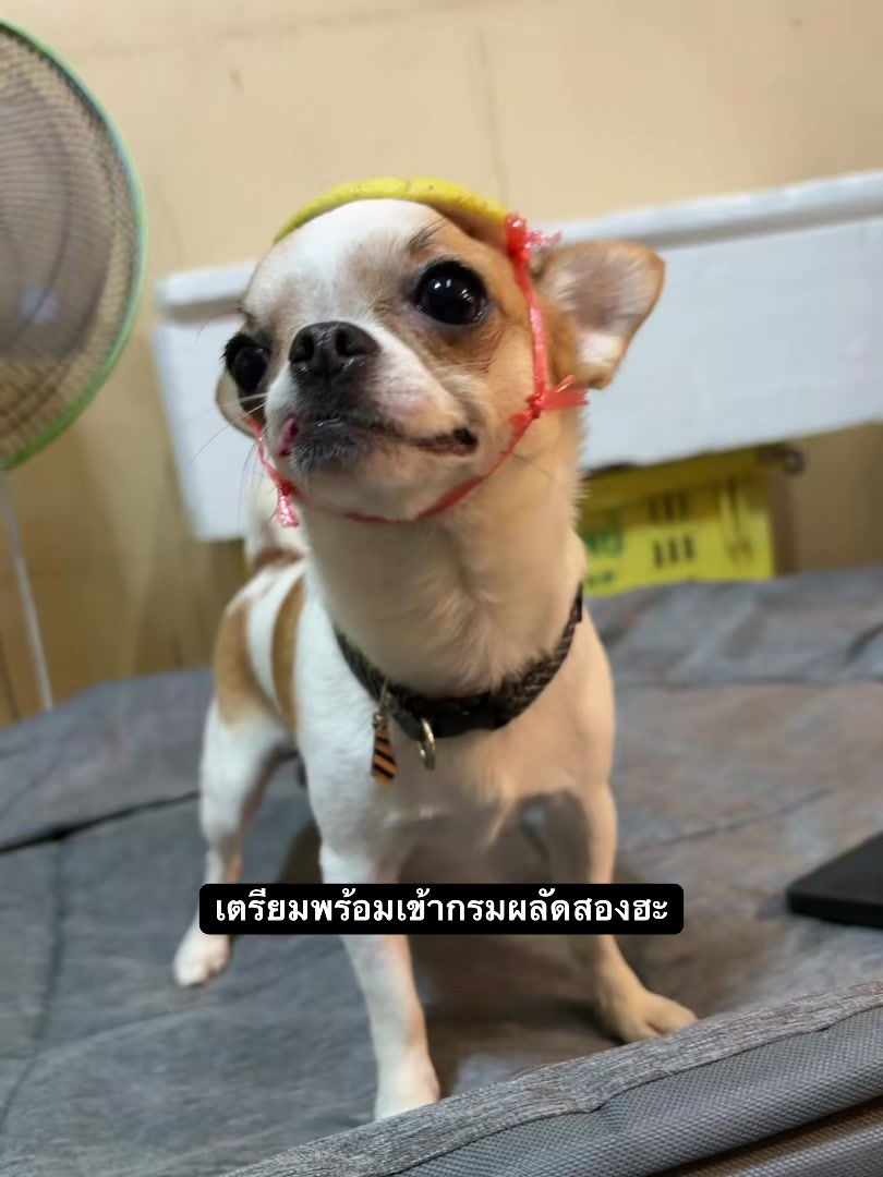@บิ๊กบอสลูกมีน่า🐶