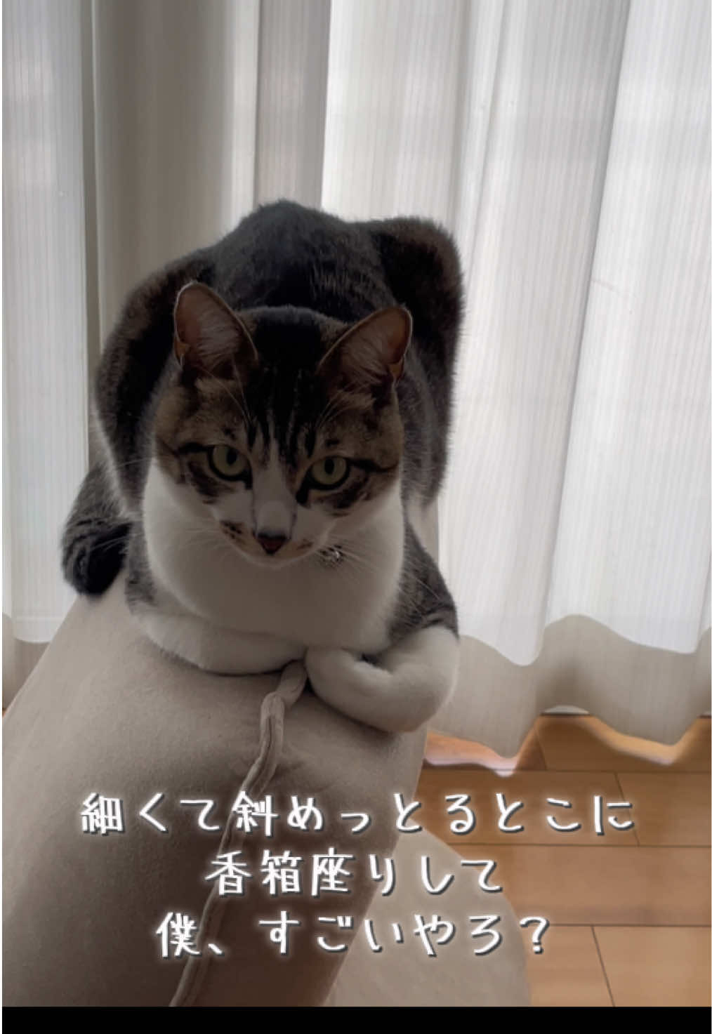 @ねこまみれ