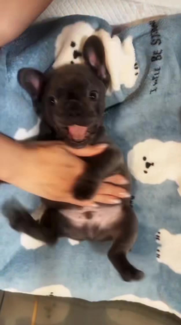 @Pibble Plug