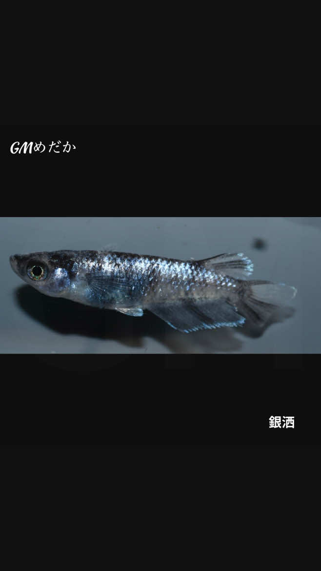 @gmmedaka.niigata