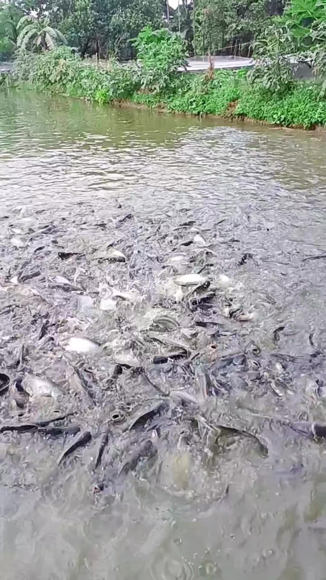 @সুজন মিয়া