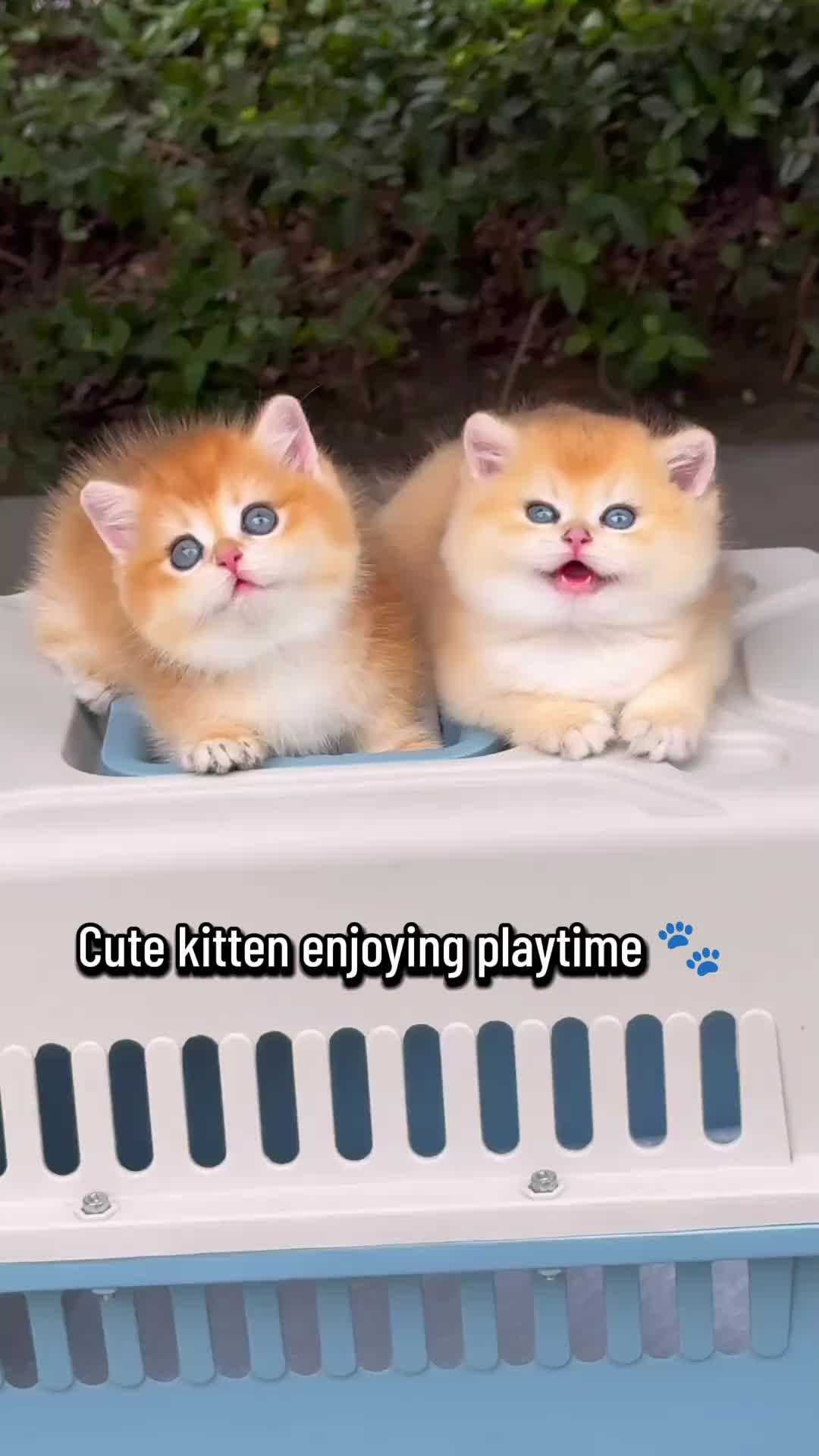 @flower.pet.2