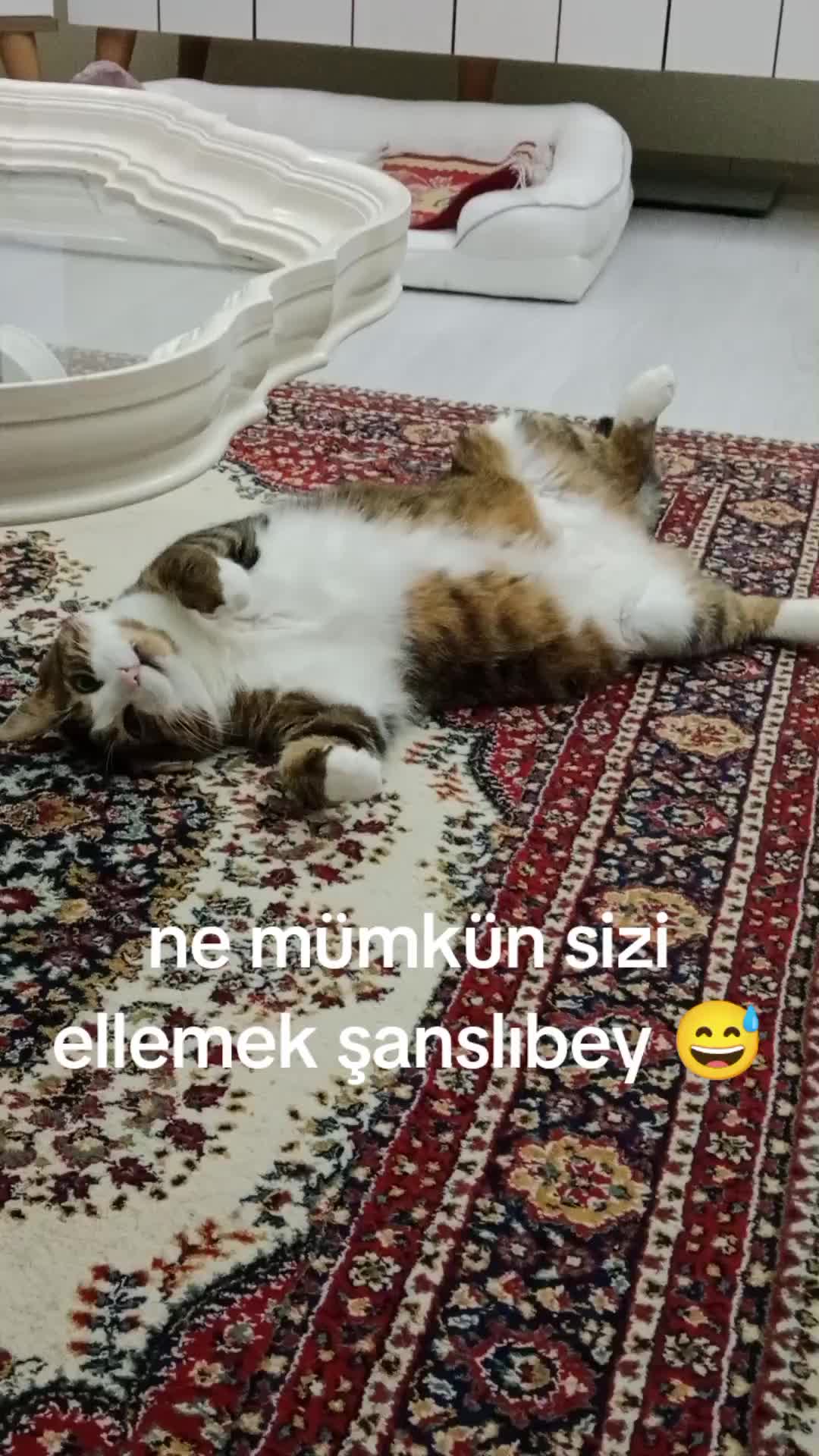@şanslı