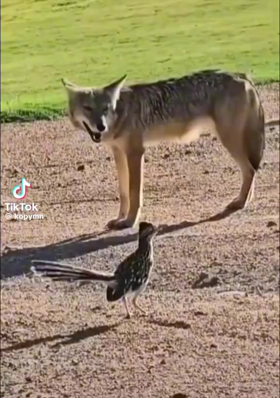 @జి శ్రీనివాసరావు పాలకొల్లు