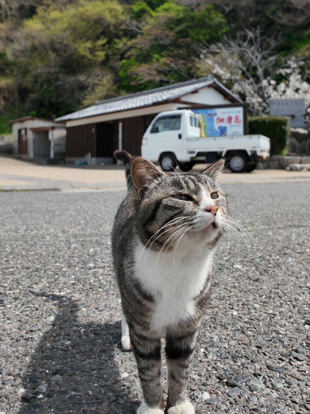 @感動猫動画