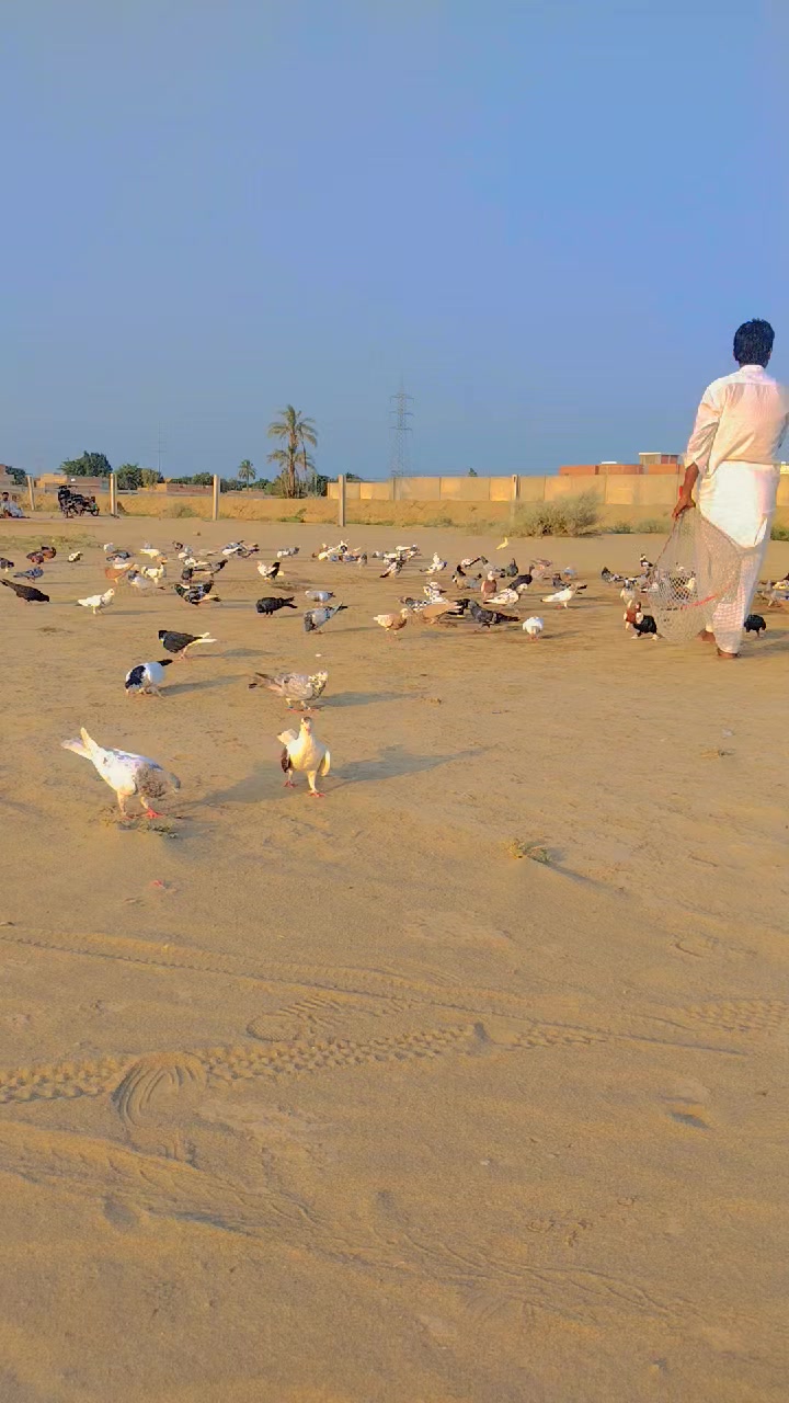 @عدیل رحمن لیہ وال کبوتر باز