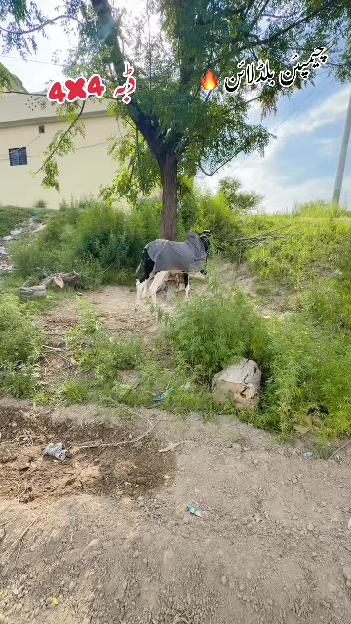@راجہ عزیر حصار