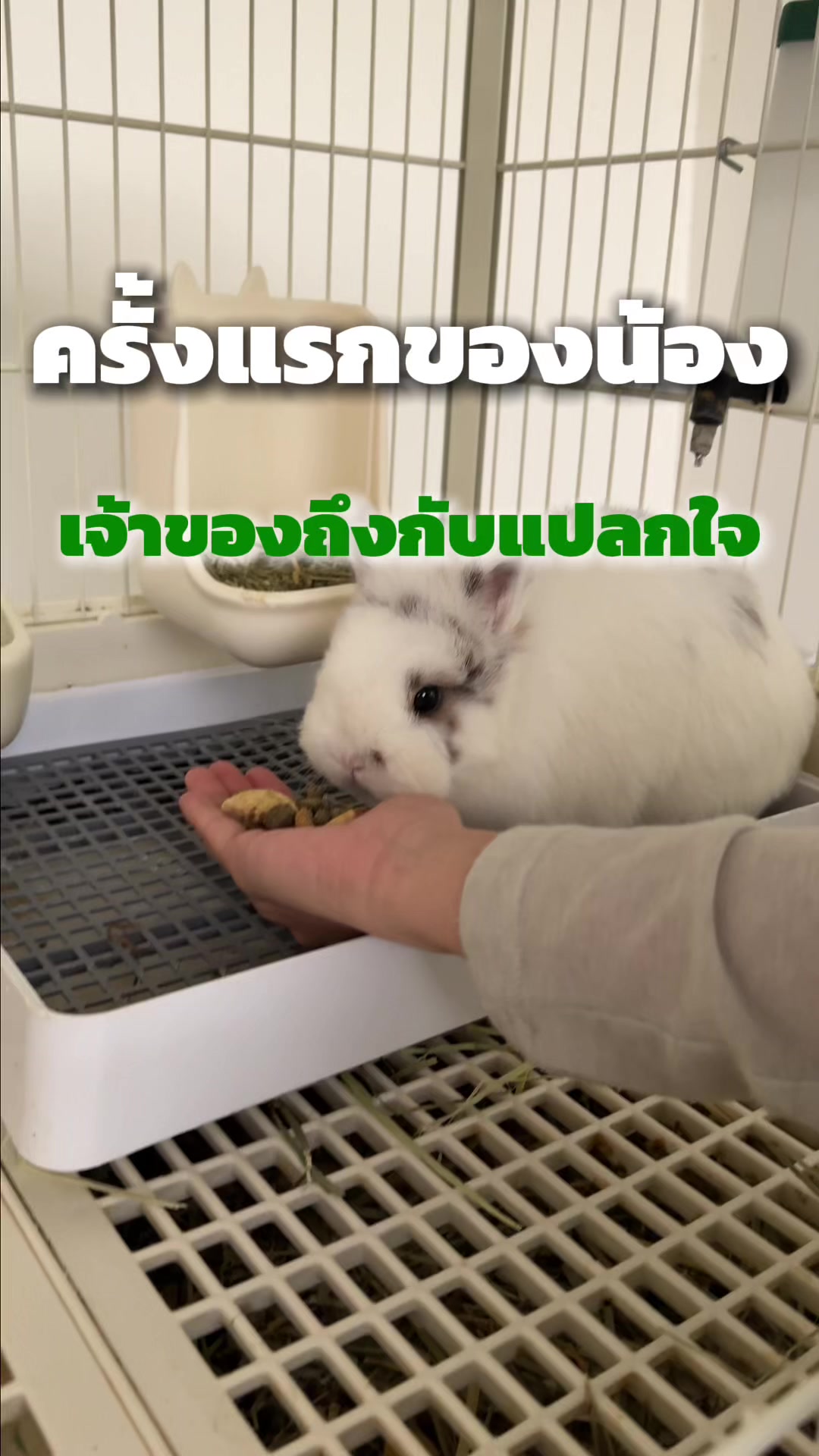 @WelovepetsbyPamornchaiSupply