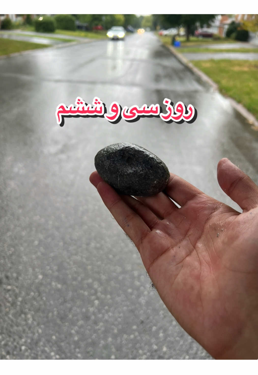@قلی | یه حیوون خونگی متفاوت