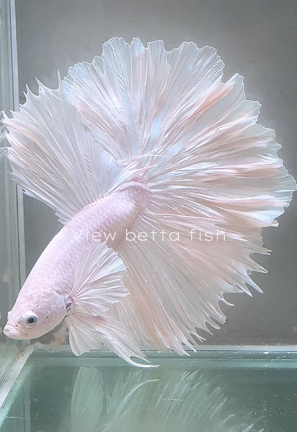 @วิวอยากเลี้ยงปลากัด🐠
