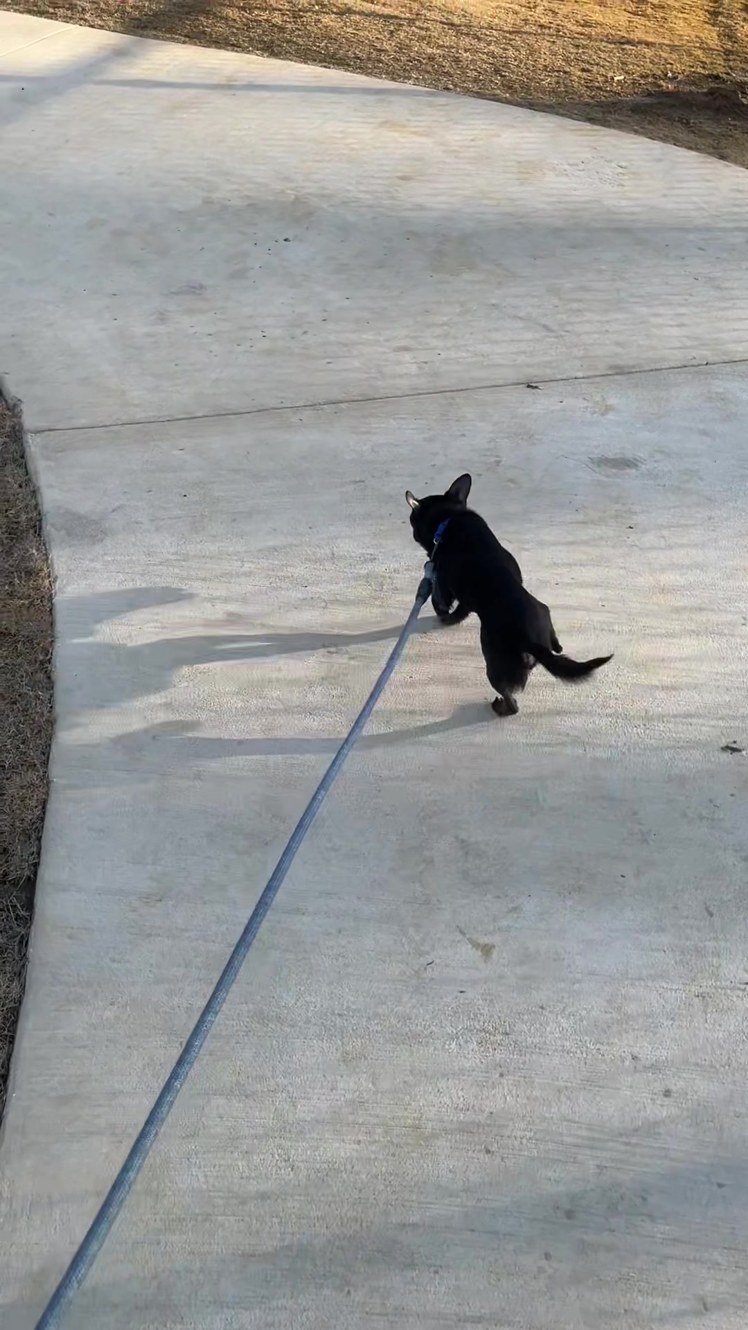 @Blackjack_Chihuahua