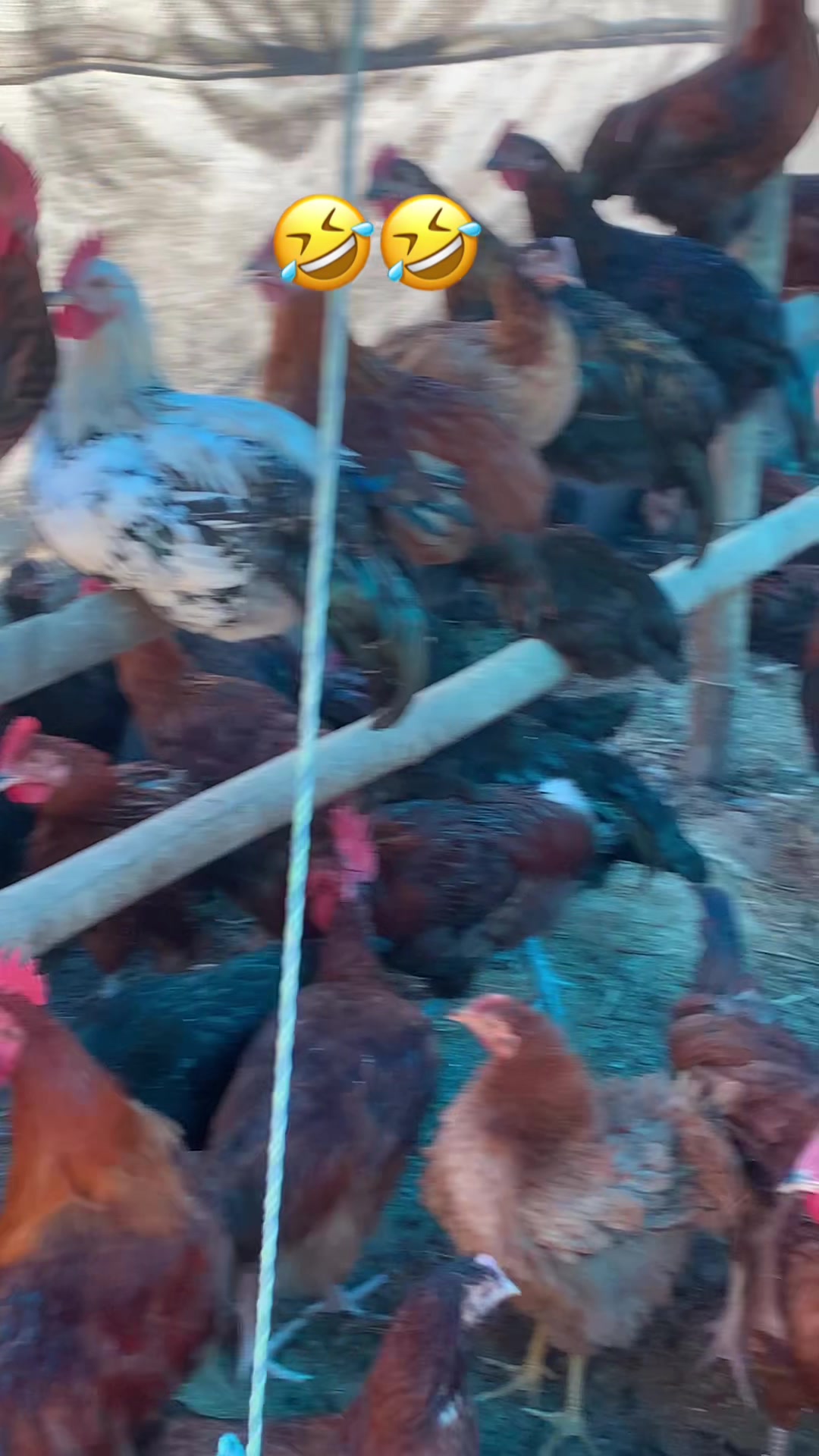 @Poudel Poultry Farm 🐔